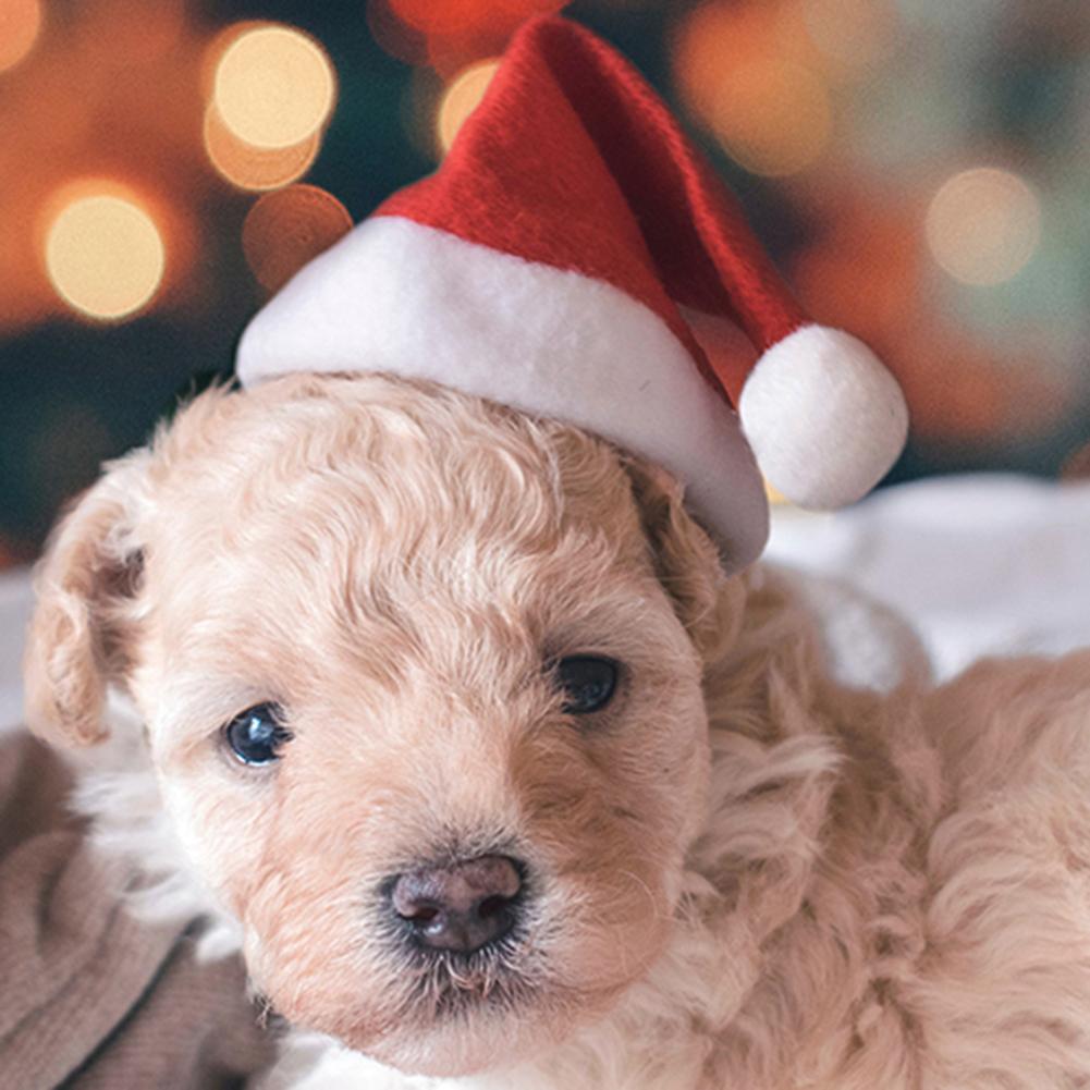 Christmas Pet Cat Dog Santa Claus Hat Decoration Xmas